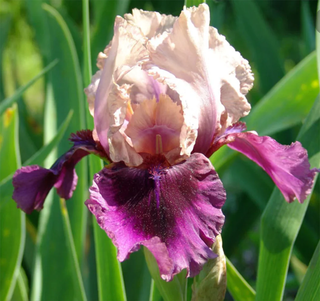 iris iris flower seeds