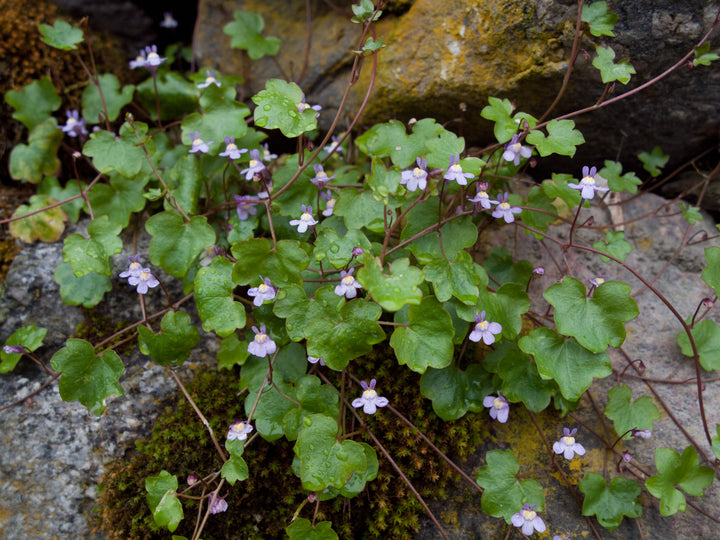 Cymbalaria Muralis Blomsterfrø til udplantning, 100 stk