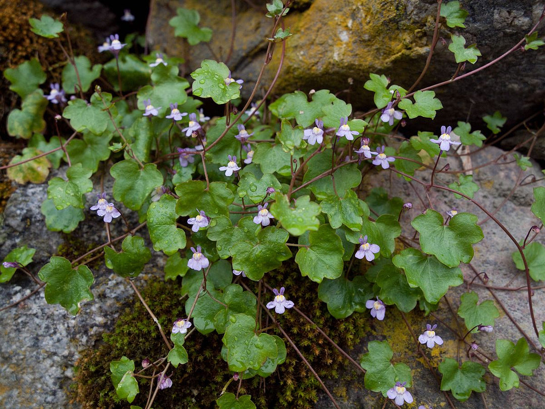 Cymbalaria Muralis Flower Seeds for Planting, 100 pcs