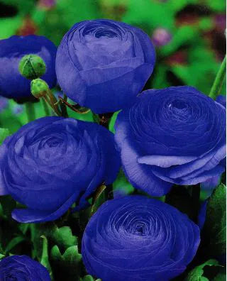 Blue Ranunculus Flower Seeds for Planting – Rare Heirloom, Non-GMO, High Germination Organic Garden Seeds