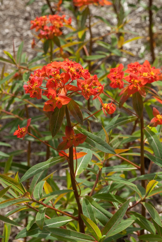 Red Euphorbia Griffithii Flower Seeds for Planting - 100 pcs