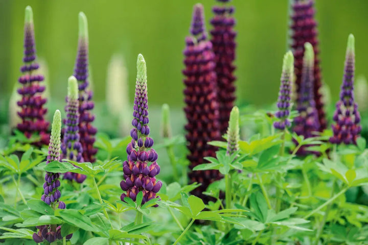 Lupin Lilla Blomsterfrø til Plantning 100 stk