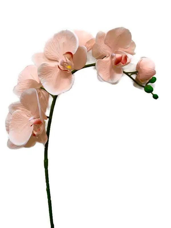 creamphalaenopsis orchid flower seeds