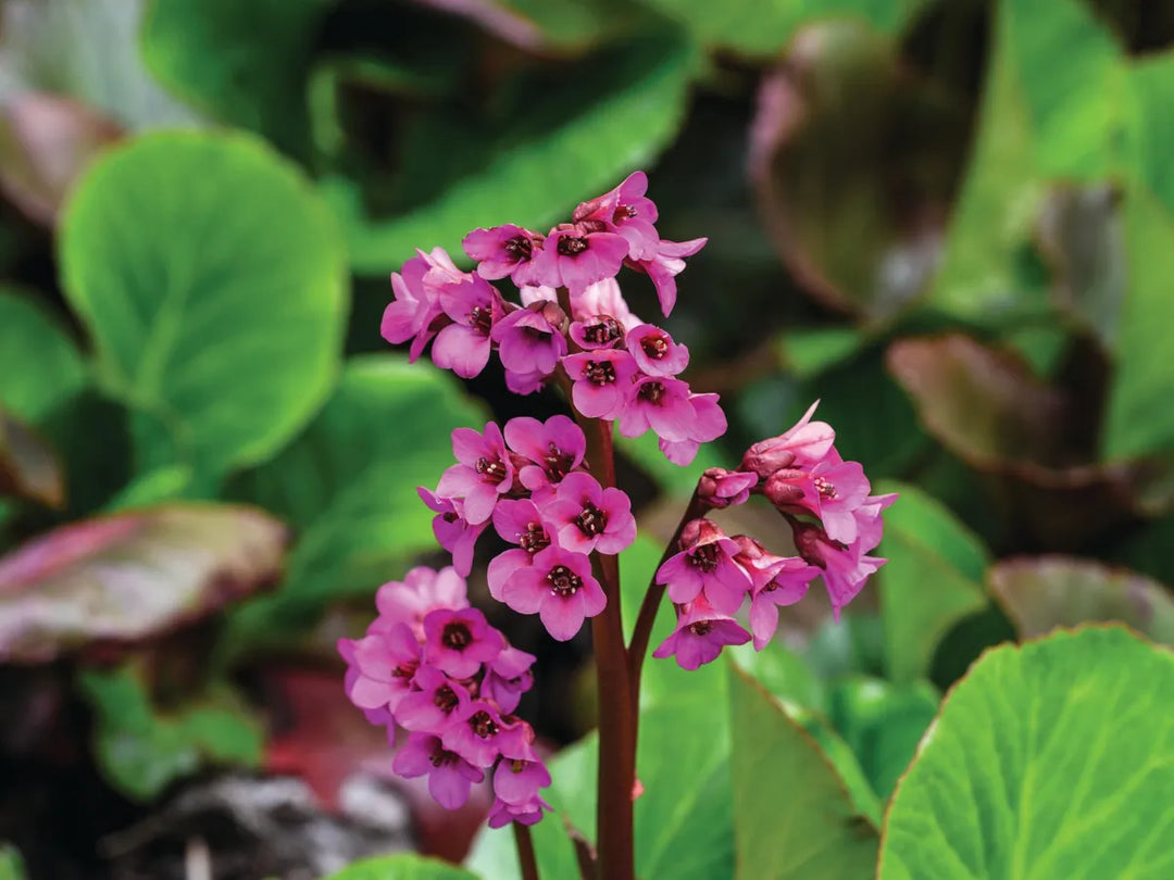 Organic Pink Bergenia Cordifolia Flower Seeds for Planting – Heirloom, Non-GMO