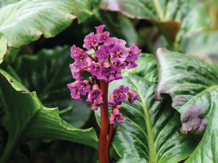Organic Pink Bergenia Cordifolia Flower Seeds for Planting – Heirloom, Non-GMO