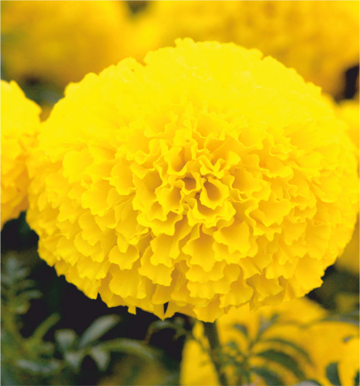 Heirloom Non-GMO Marigold Flower Seeds for Planting – Bright and Hardy Garden Blooms