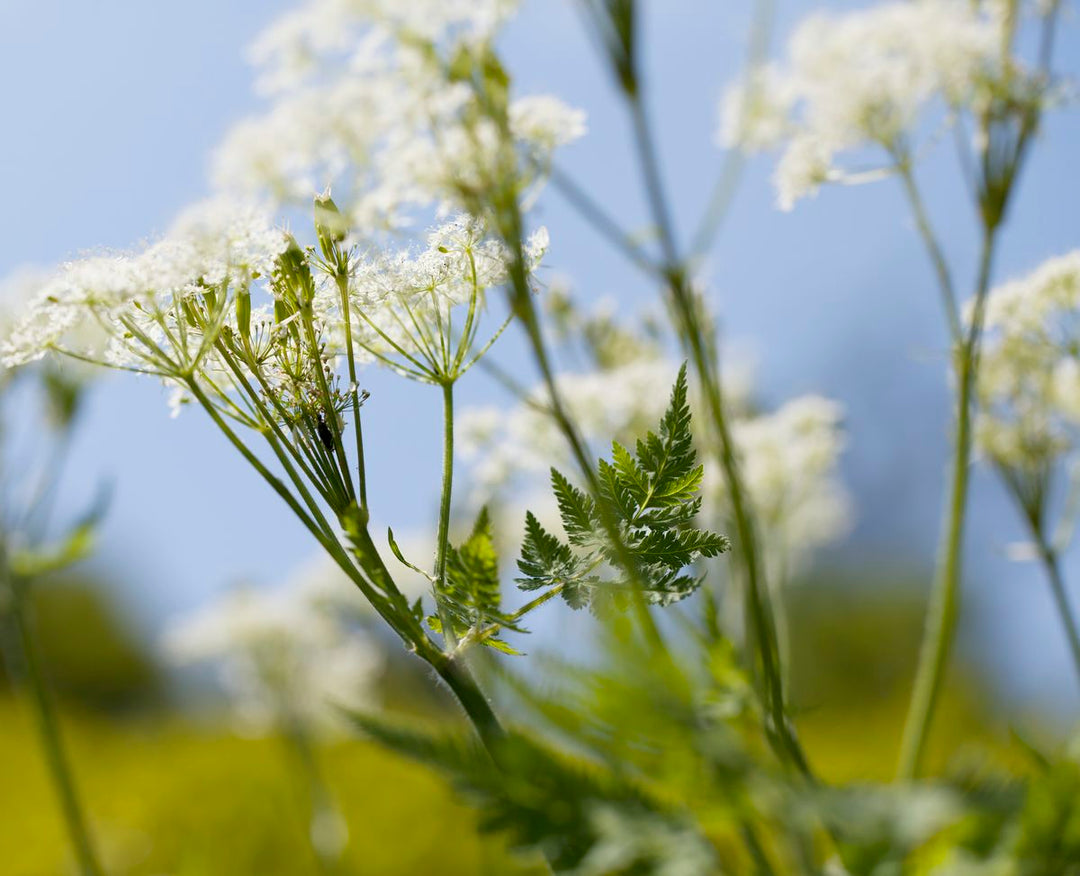 Cicely Blomsterfrø til Plantning 100 stk