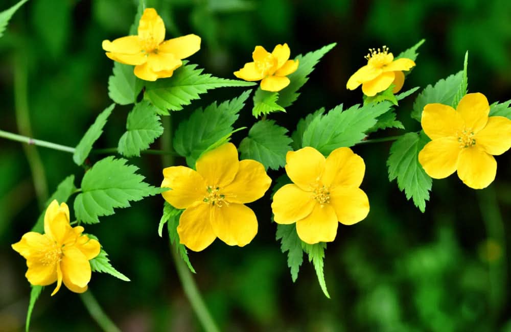 yellow heirloom flower seeds