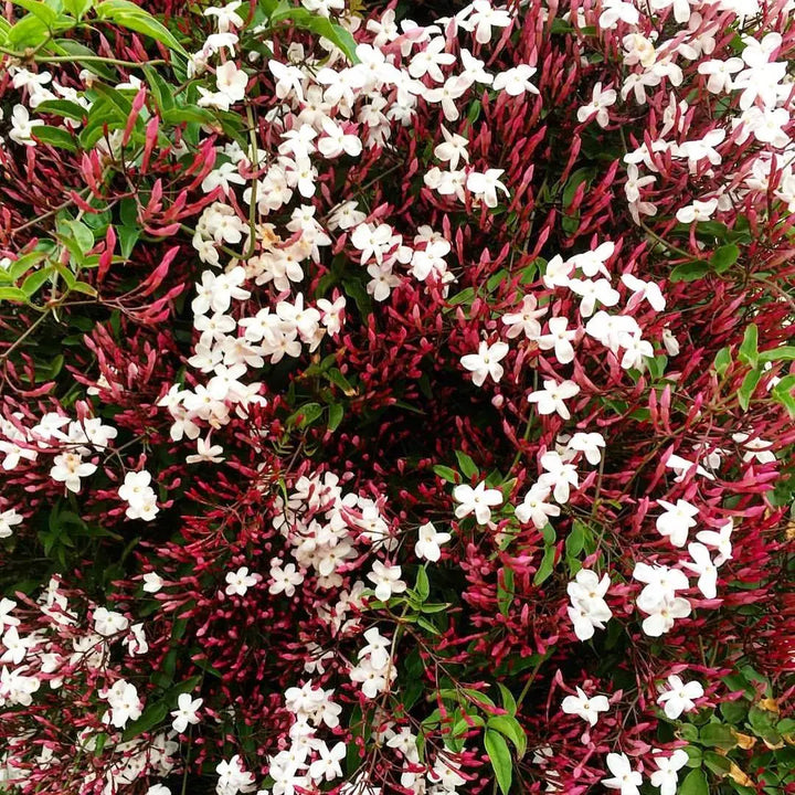 Pink Jasmine (Jasminum polyanthum) Flower Seeds for Planting – Heirloom, Non-GMO Fragrant Vine
