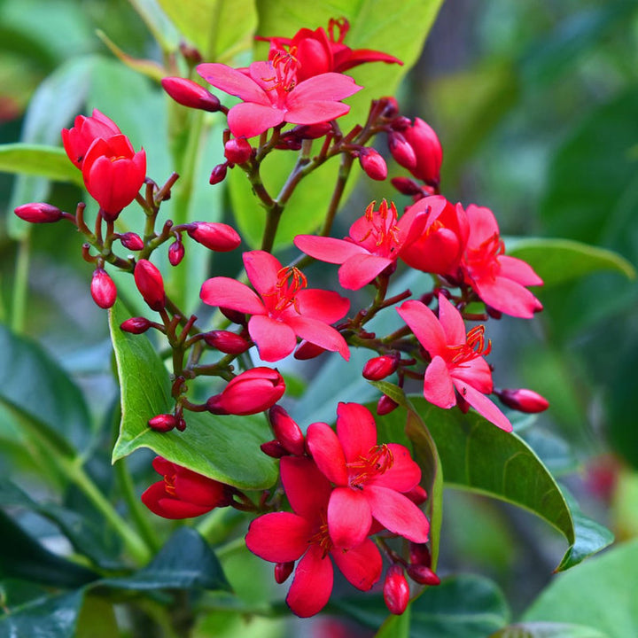 Heirloom Jatropha Flower Seeds, Non-GMO Tropical Blooms for Butterfly-Friendly Garden Planting