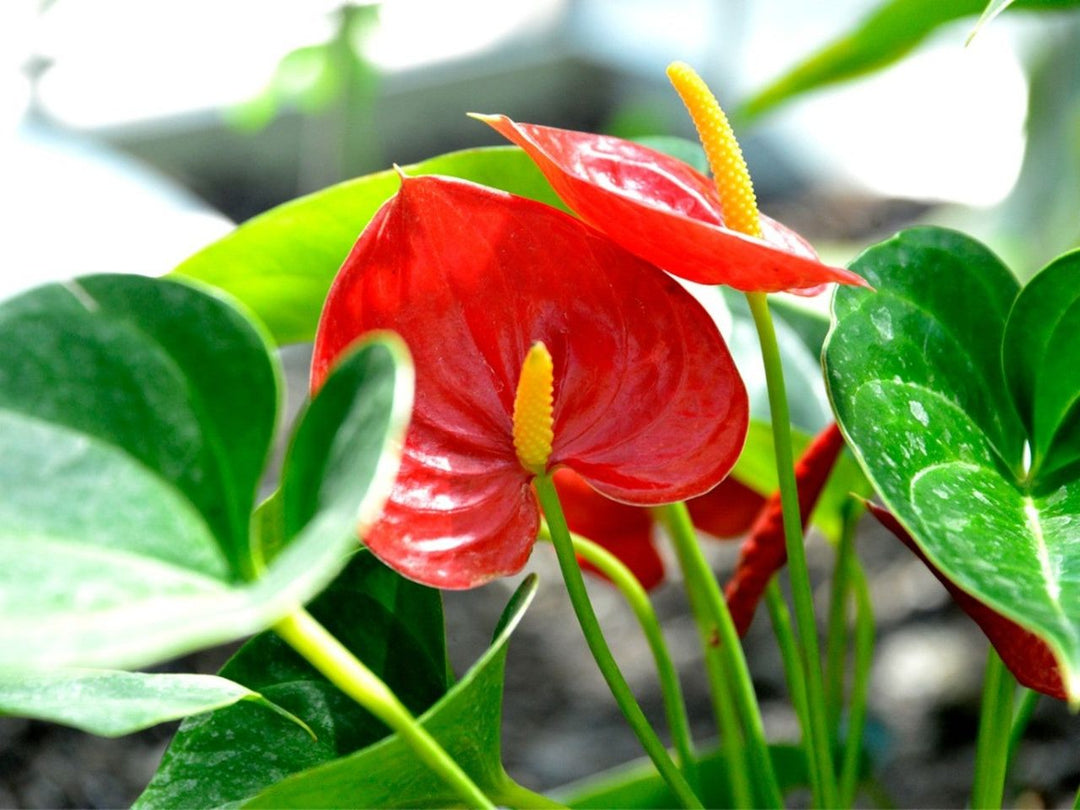 Anthurium Rødgrønne Blomsterfrø til Plantning 100 stk