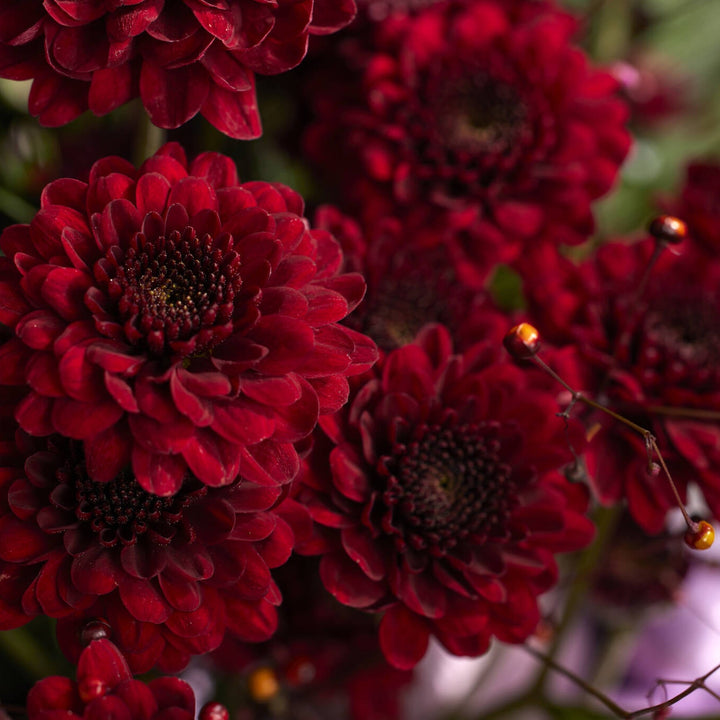 Maroon Red Chrysanthemum Flower Seeds – Heirloom Non-GMO Blooms for Elegant Autumn Gardens
