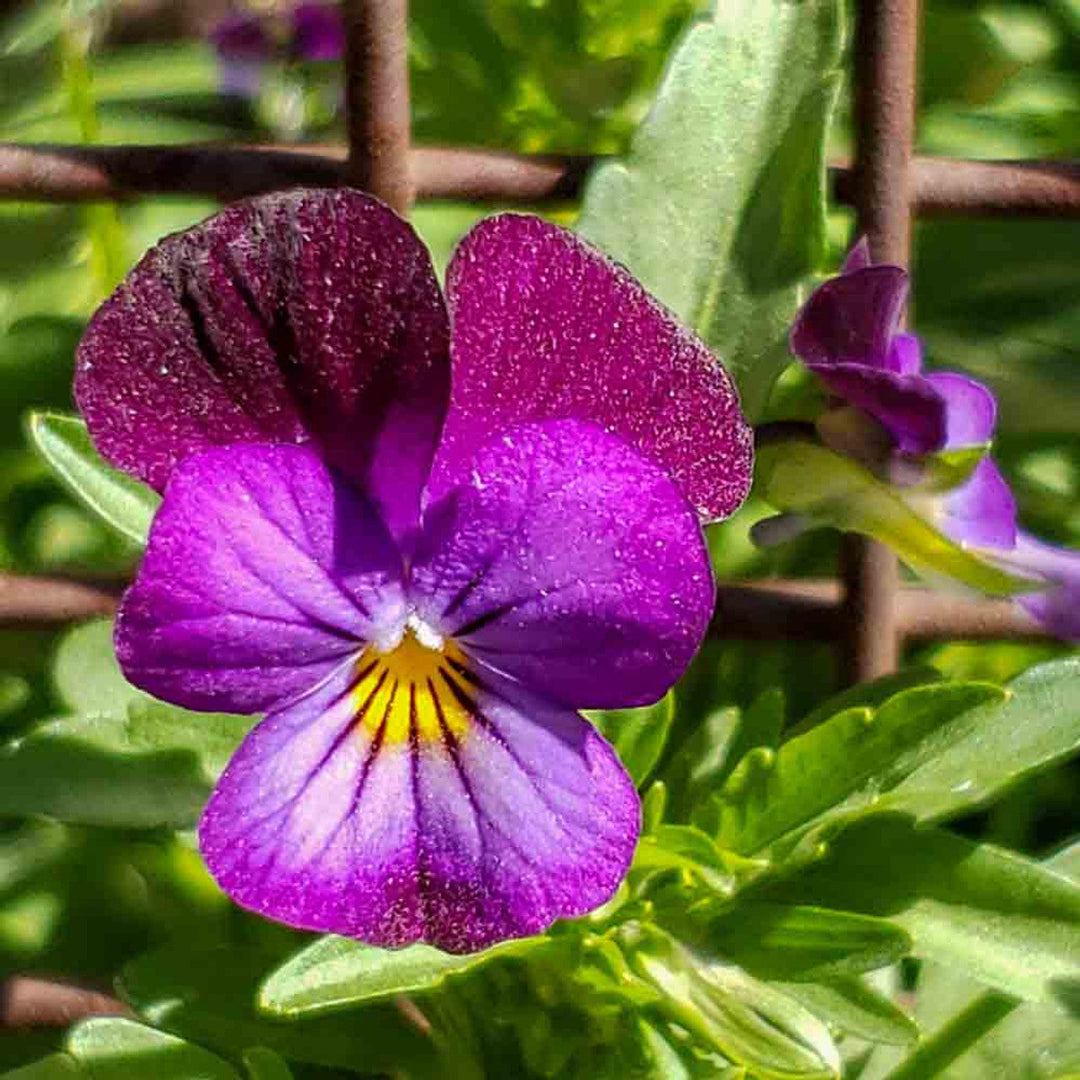 violet organic flower seeds