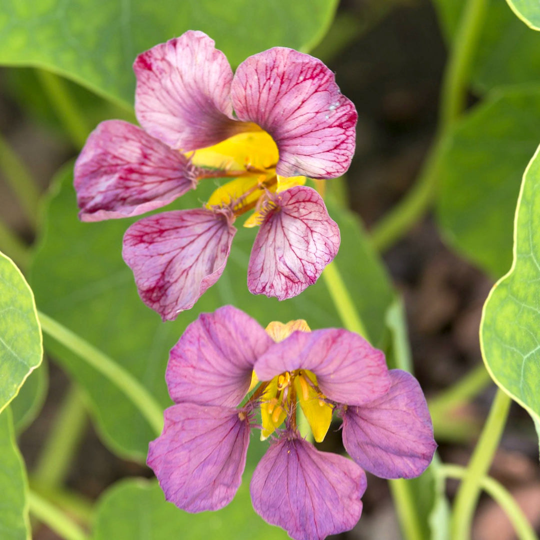 Light Purple Nasturtium Flower Seeds for Planting – Heirloom, Non-GMO, High Germination Organic Garden Seeds