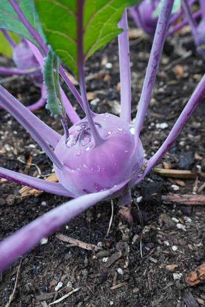 Azur Star Organic Glass Bowl Vegetable Seeds for Planting