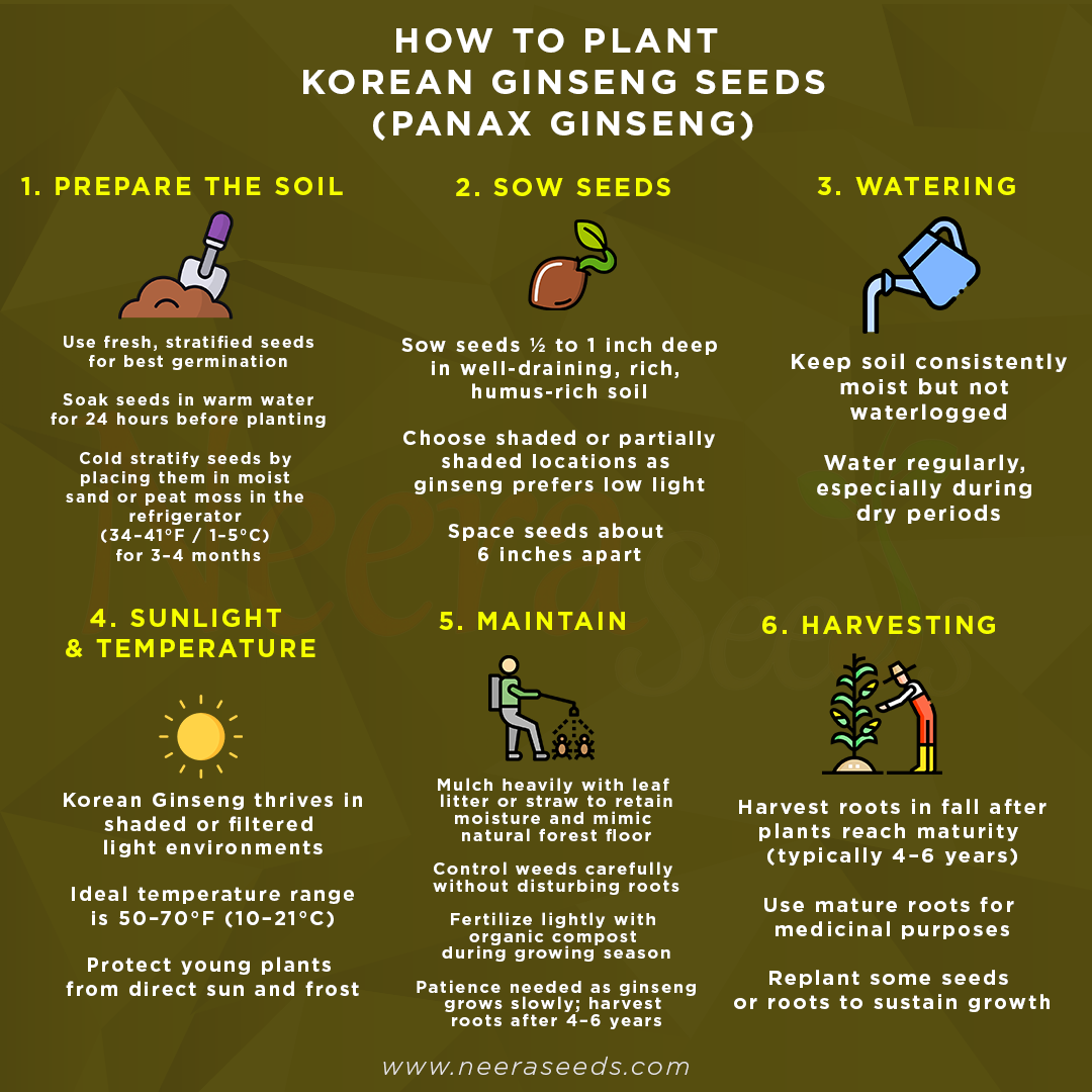 where to buy ginseng seeds for planting Korean Ginseng (Panax ginseng) Seeds for Planting – Heirloom, Non-GMO Medicinal Herb for Energy, Immunity & Vitality