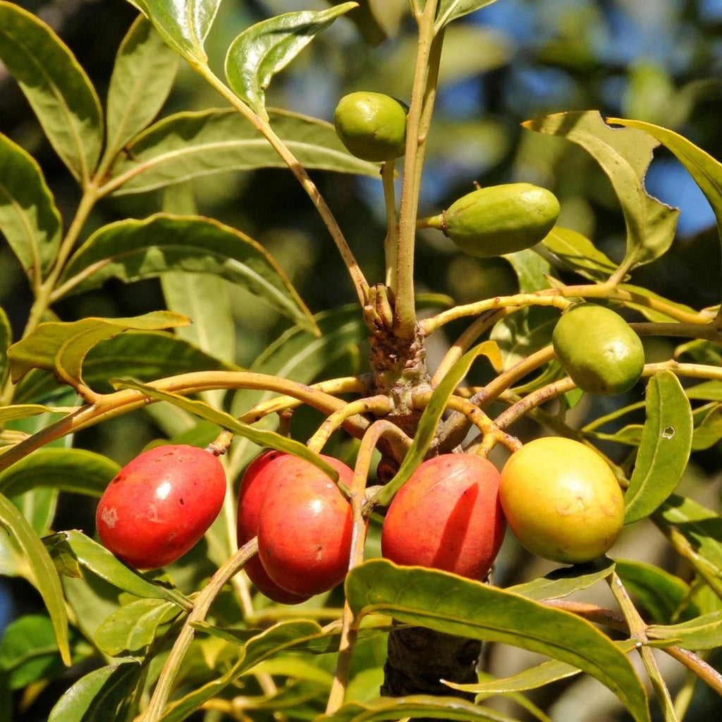 Harpephyllum Caffrum frugtfrø til dyrkning af eksotiske og modstandsdygtige træer 100 stk.