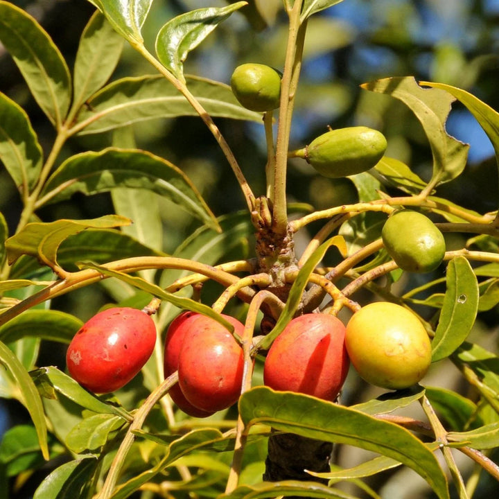 Harpephyllum Caffrum frugtfrø til dyrkning af eksotiske og modstandsdygtige træer 100 stk.