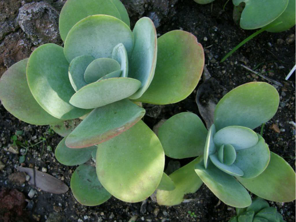 paddle plant seeds Heirloom Thyrsiflora Plant Seeds, Non-GMO Ornamental Foliage and Blooms for Unique Garden Planting