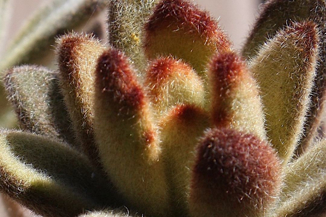 Brune Kalanchoe Bonsai blomsterfrø til plantning - 100 stk