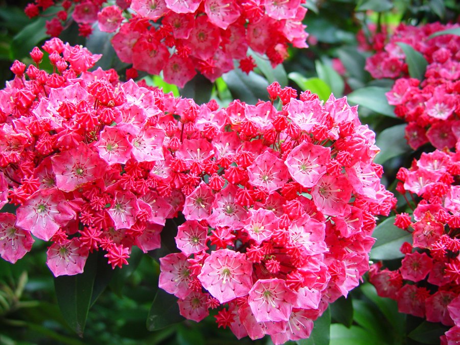 Pink Kalmia blomsterfrø til plantning - 100 stk