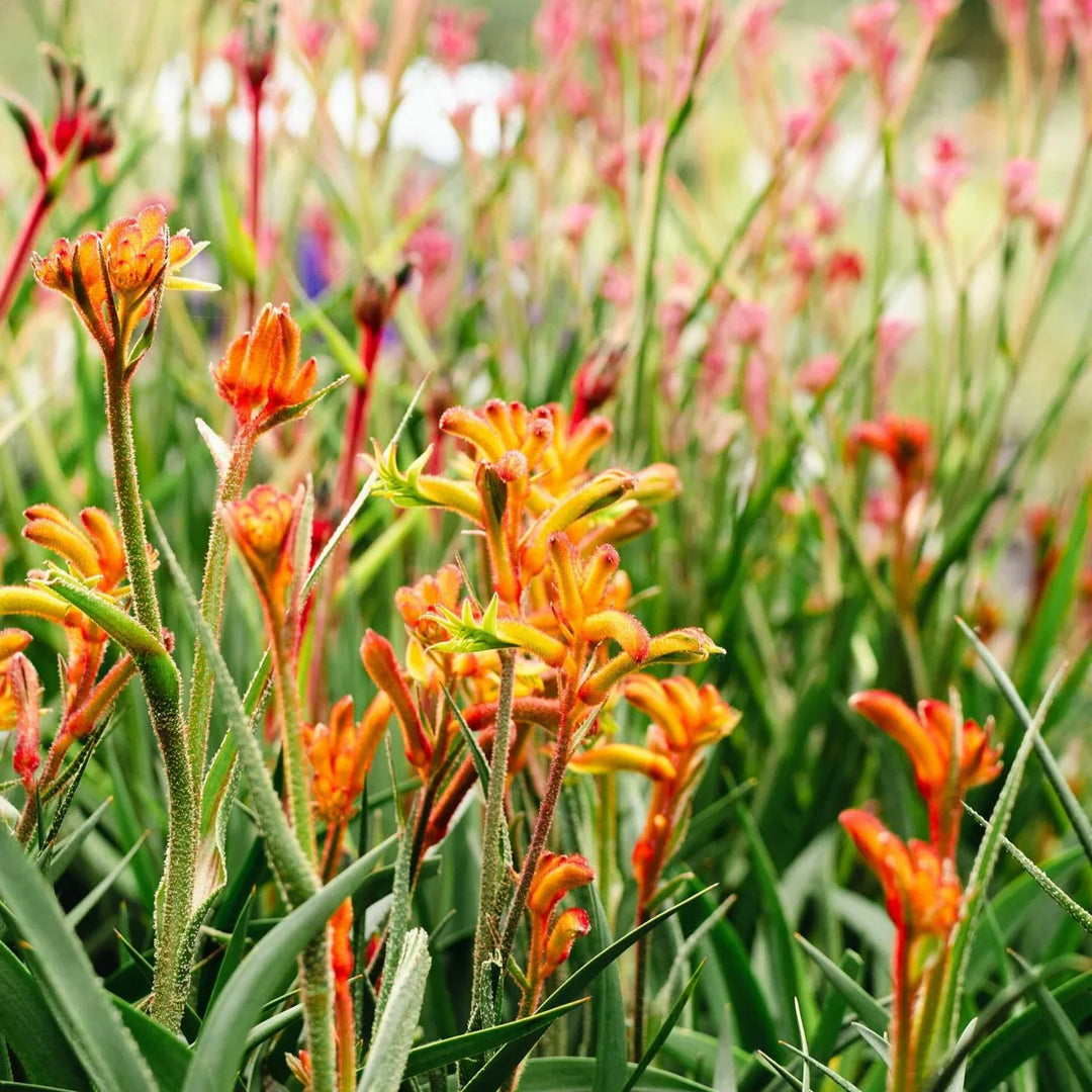 kangaroo paw flower seeds