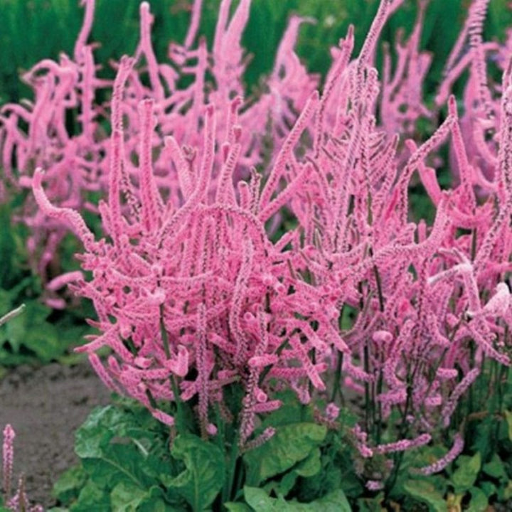 Heirloom Non-GMO Limonium Suworowii Flower Seeds – Ornamental Sea Lavender Seeds for Planting, High Germination Organic Blooms