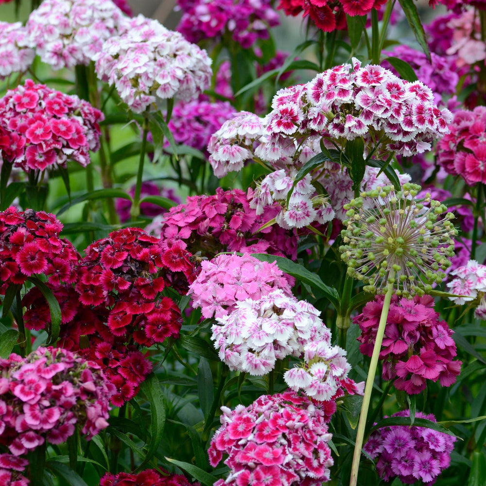 Dianthus Dianthus Barbatus Sweet William Multi Color Flower For Planting Ideal For Cut Flowers