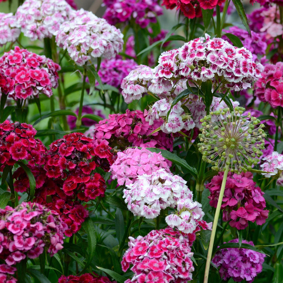 dianthus dianthus flower seeds