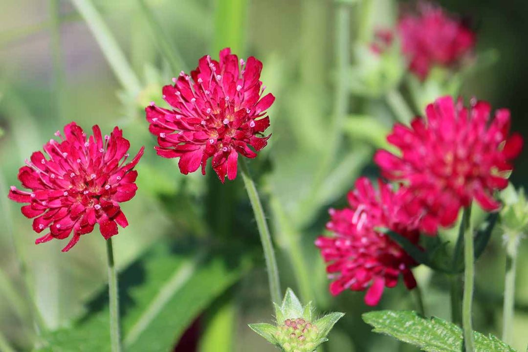 Organic Heirloom Non-GMO Red Pincushion Seeds for Planting – Unique Garden Blooms