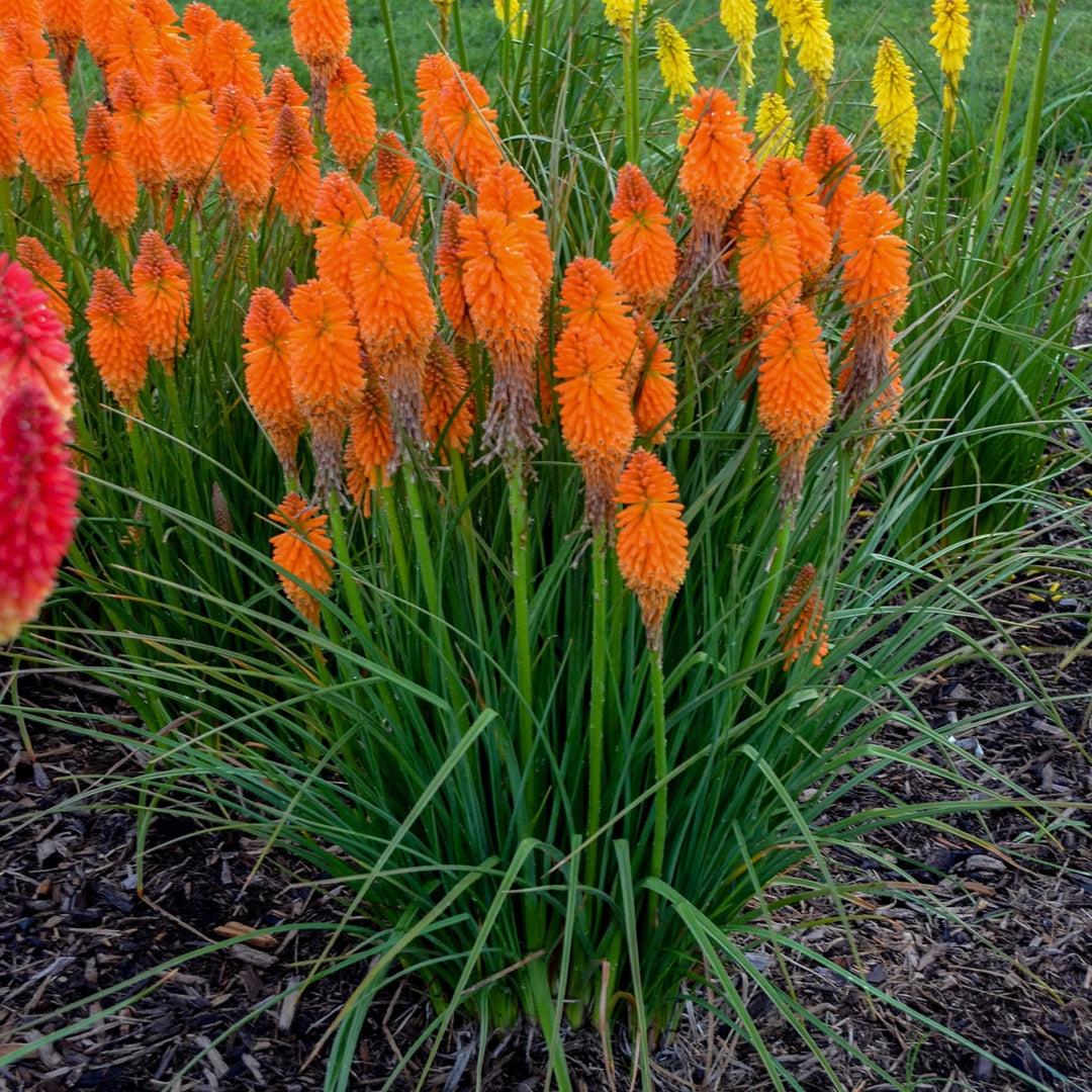 Orange Hot Poker Torch Lily, Kniphofia Perennial Flower Seeds for Planting – Heirloom and Non-GMO Garden Seeds