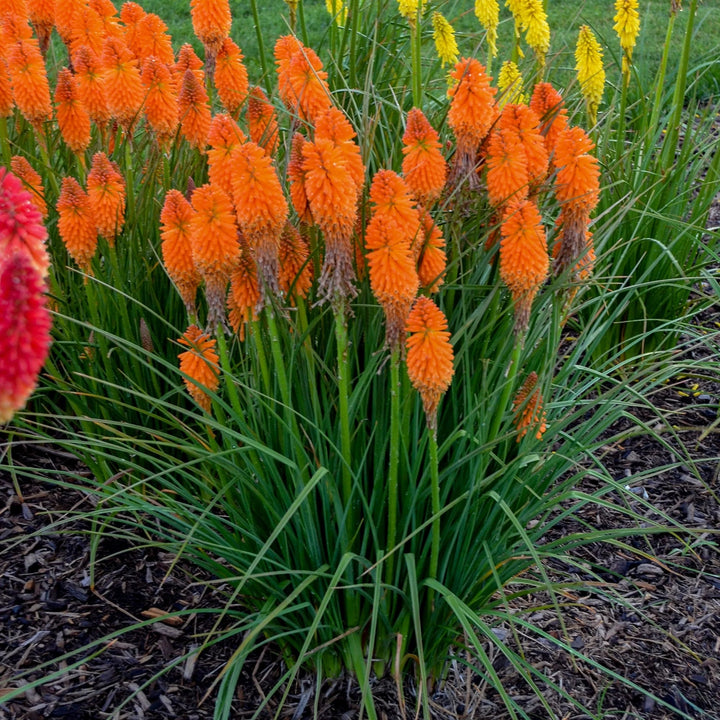 Orange Hot Poker Torch Lily, Kniphofia Perennial Flower Seeds for Planting – Heirloom and Non-GMO Garden Seeds