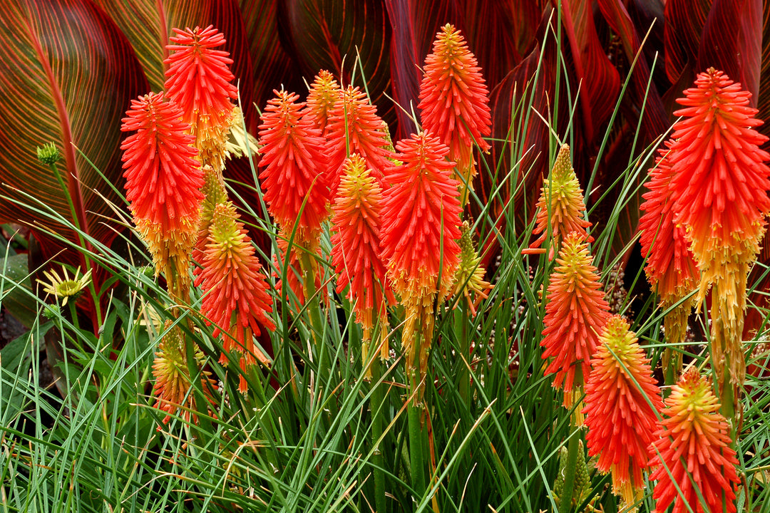 Heirloom Non-GMO Kniphofia Flower Seeds for Planting – Vibrant Torch-Lily Blooming Seeds | High Germination