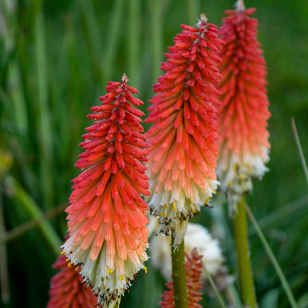 planting red hot poker seeds Heirloom Non-GMO Red Hot Poker Plant Seeds for Planting – Bold Spiky Blooms for Vibrant Garden