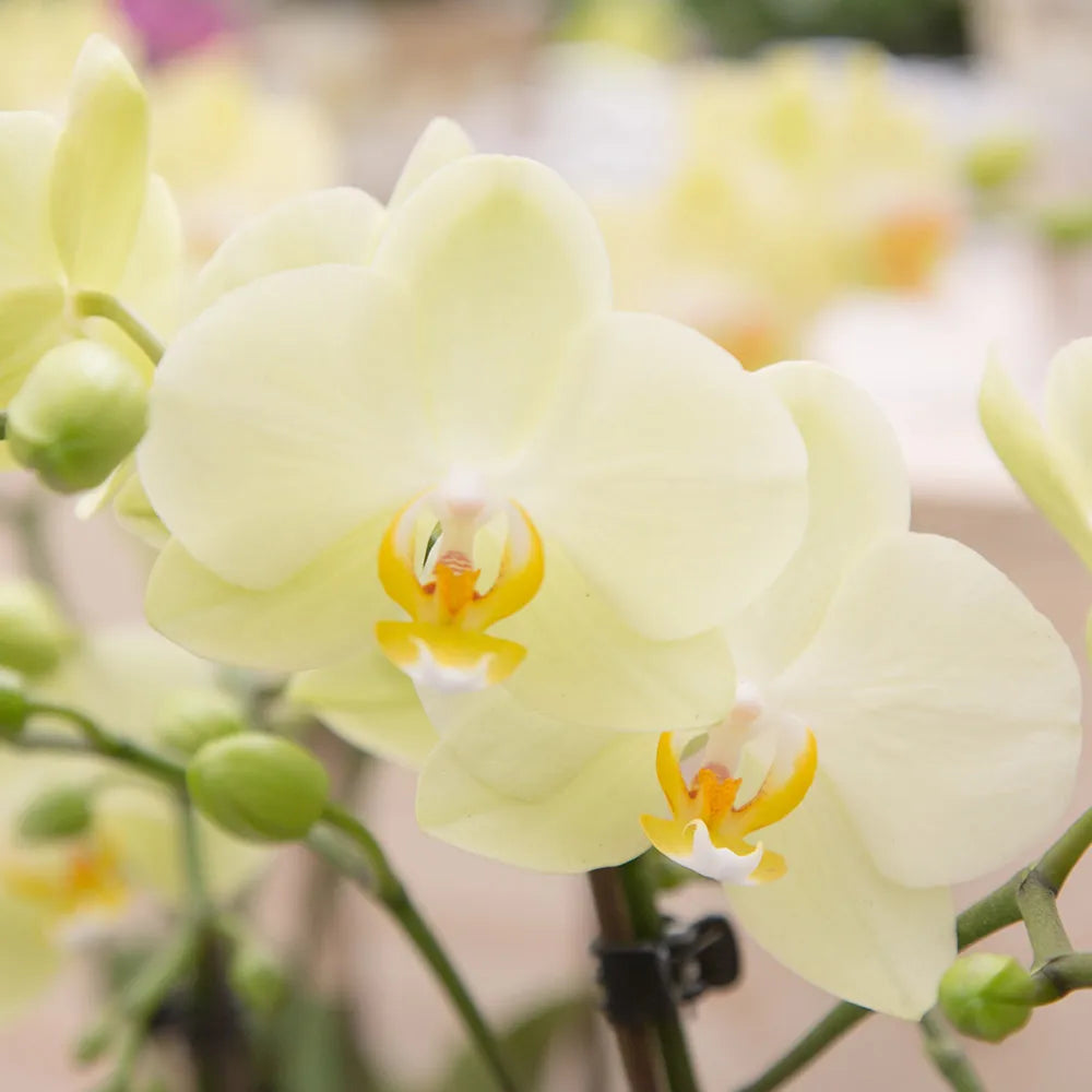 Heirloom Light Yellow Phalaenopsis Orchid Flower Seeds – Non-GMO Exotic Blooms for Planting, High Germination