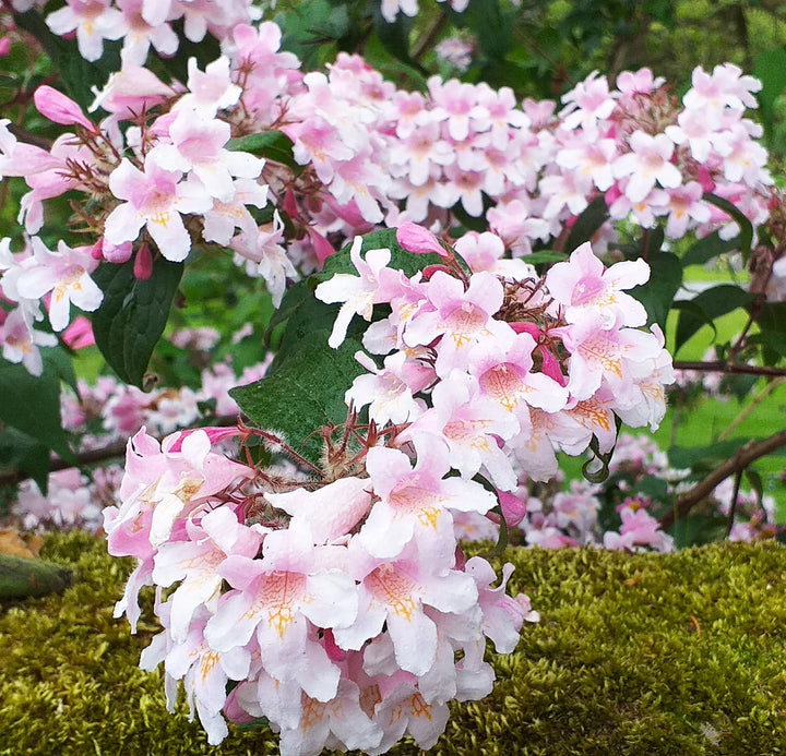 Pink Linnaea Amabilis Blomsterfrø til udplantning - 100 stk