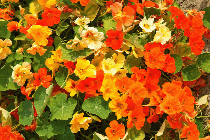 Heirloom Non-GMO Kapuzinerkresse Flower Seeds for Planting – Edible Blooms for Garden Borders