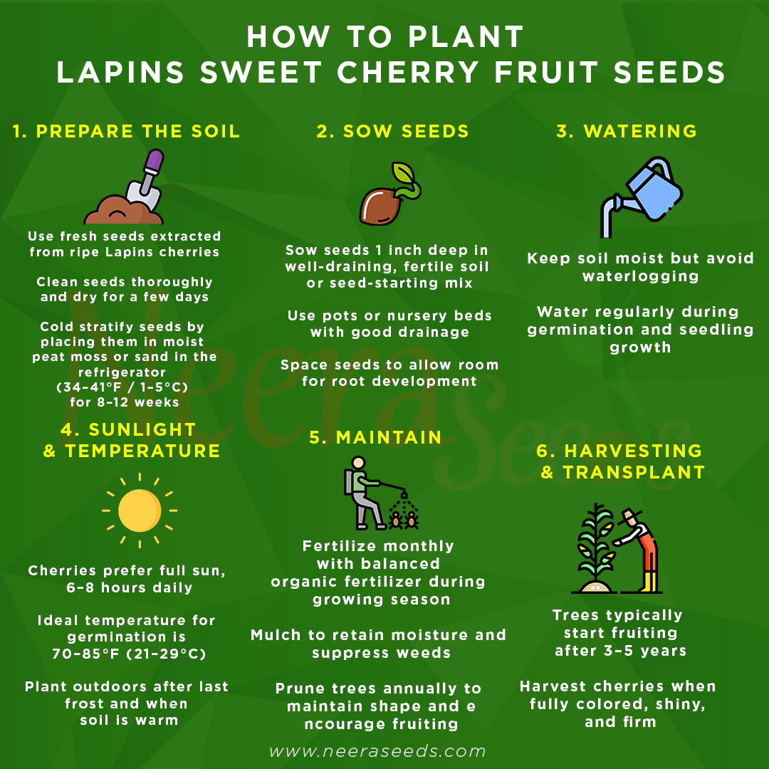 Lapins Sweet Cherry Fruit Seeds for Garden Planting – Heirloom, Non-GMO, Juicy Red Fruit