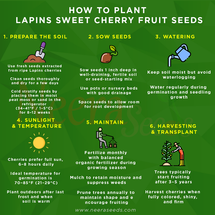 Lapins Sweet Cherry Fruit Seeds for Garden Planting – Heirloom, Non-GMO, Juicy Red Fruit