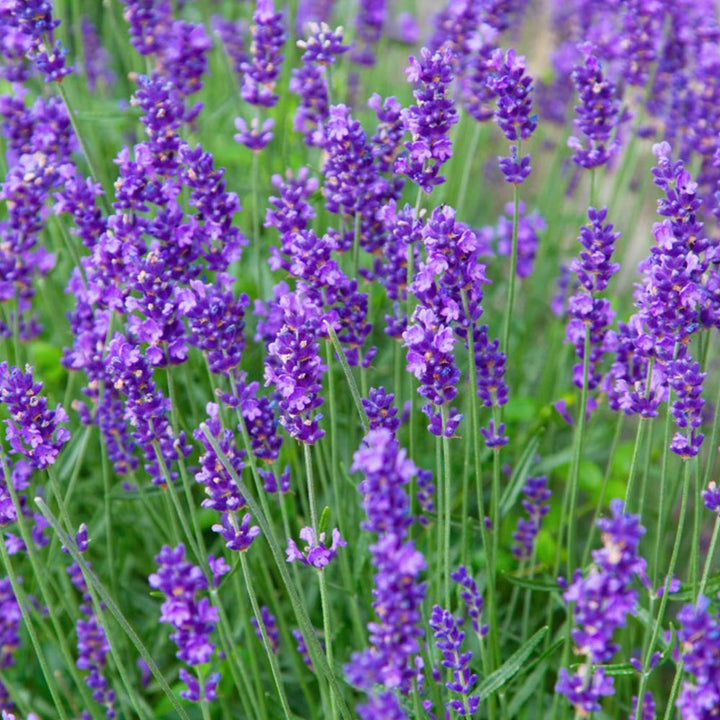 Lavender Munstead Flower Seeds for Planting – Heirloom, Non-GMO Organic Garden Seeds with High Germination