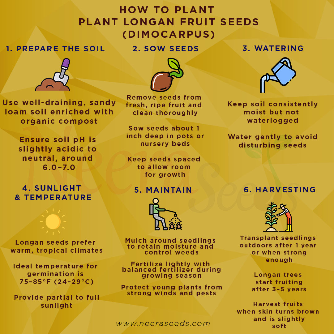 Longan Fruit Seeds (Dimocarpus) – Tropical Tree Seeds for Garden Planting