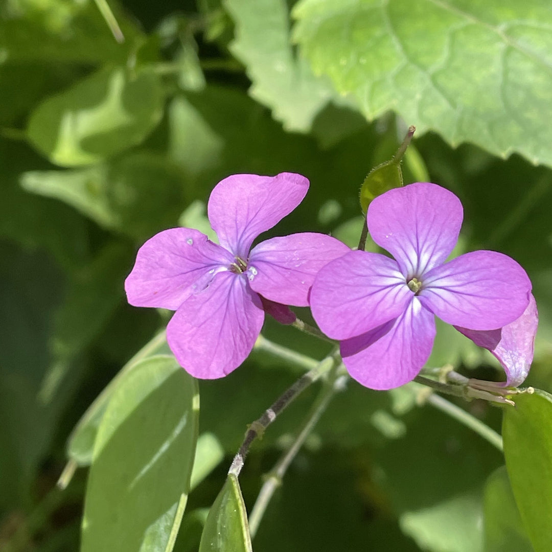 honesty lunaria flower seeds