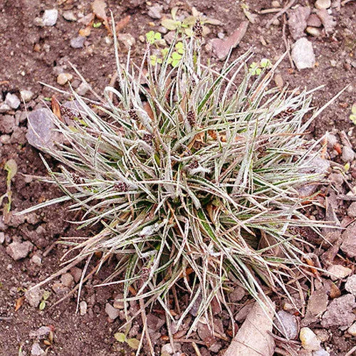 Luzula Ulophylla Seeds for Planting