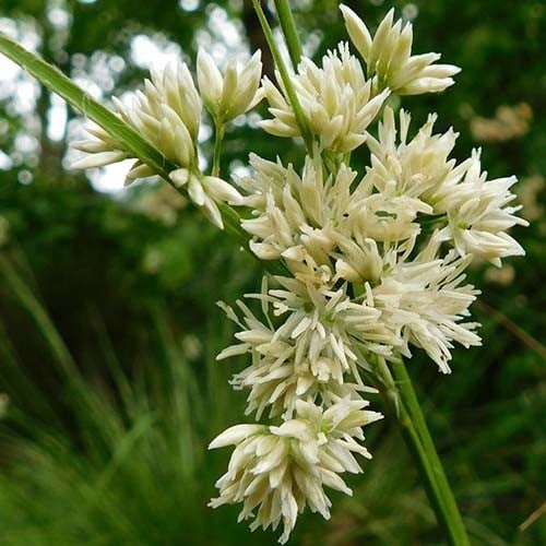 Luzula Nivea Seeds for Planting – Snowy Woodrush, Ornamental Grass Seeds for Shade, Perennial, Non-GMO