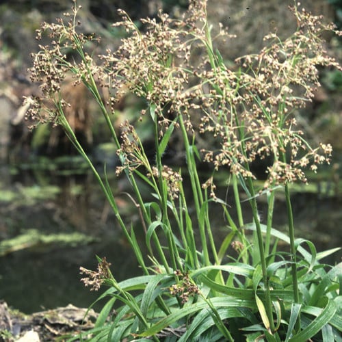 Luzula Spicata Seeds for Planting – Alpine Woodrush Ornamental Grass, Cold Hardy, Non-GMO Heirloom Seeds
