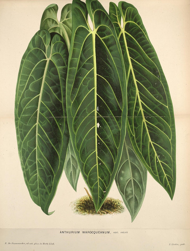Anthurium warocqueanum (Queen Anthurium) Perennial Flower Seeds for Planting - NON GMO Seeds