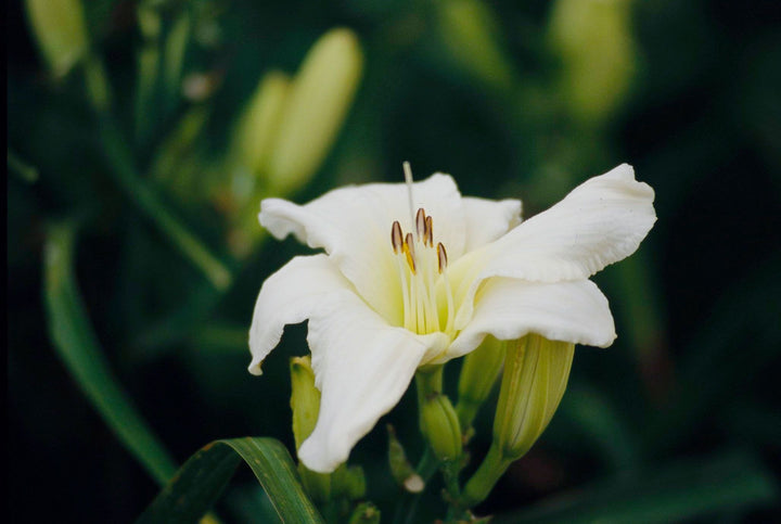 Heirloom Hemerocallis Lady Elizabeth Flower Seeds for Planting – Non-GMO Garden Blooms