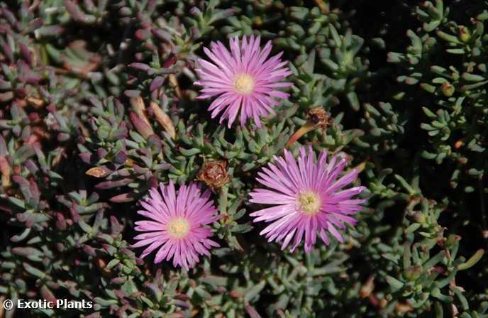 Lampranthus Roseus Blomsterfrø til udplantning - 100 stk