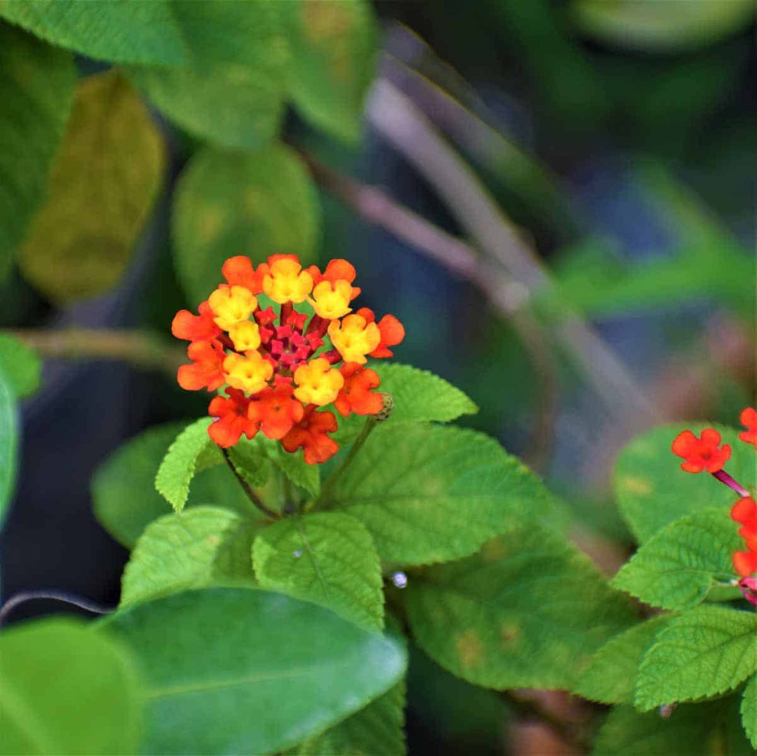 plant lantana seeds Heirloom Non-GMO Green Lantana Plant Seeds for Butterfly-Friendly Gard – Neeraseeds