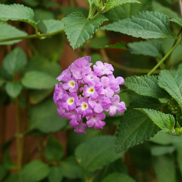 Purple Lantana Flower Seeds for Planting – Heirloom, Non-GMO, High Germination Organic Garden Seeds